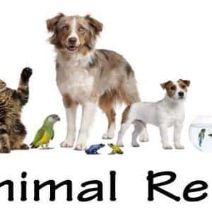 animal reiki