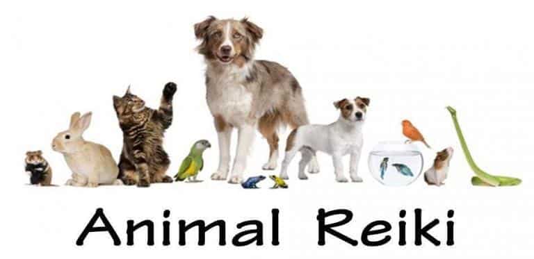 animal reiki